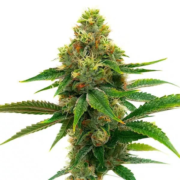 Banana Cream Seeds