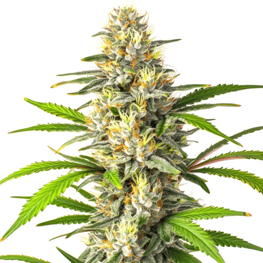 Banana Jelly x Permanent Marker Seeds