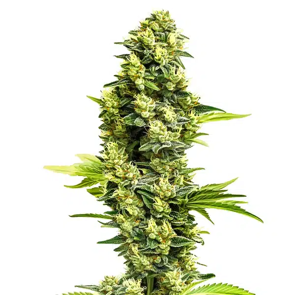 Banana Kush Regular Seeds