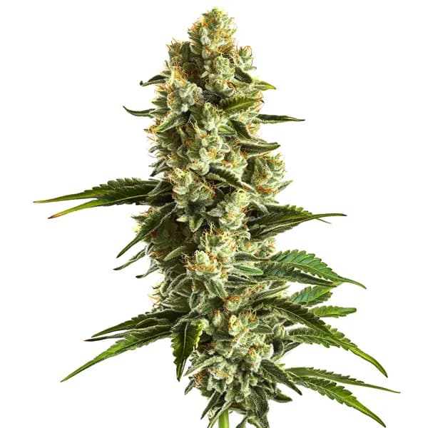Banana Kush Seeds