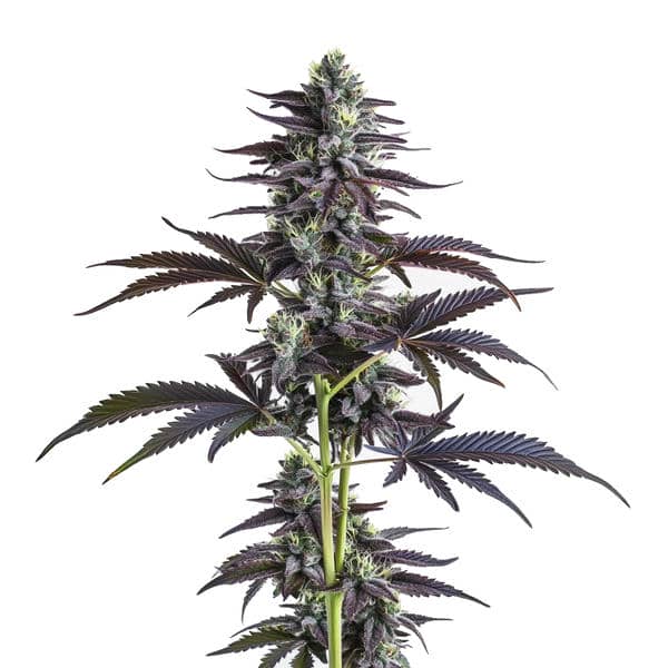 Banana Punch Seeds