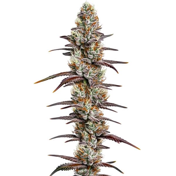Banana Sherbet Seeds