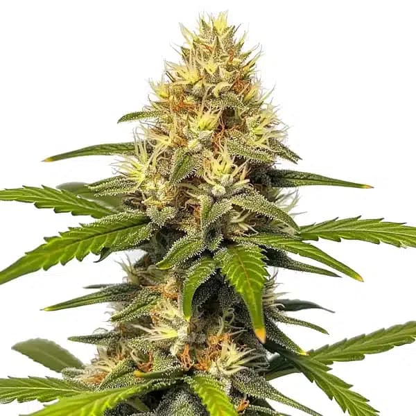 Banana Split Seeds