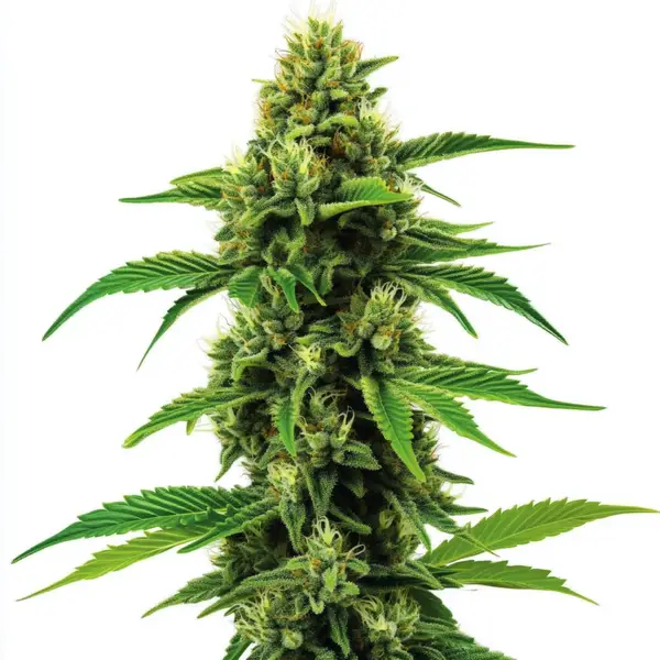 Banana Z OG Seeds