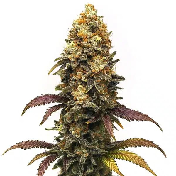 BC Diesel Seeds