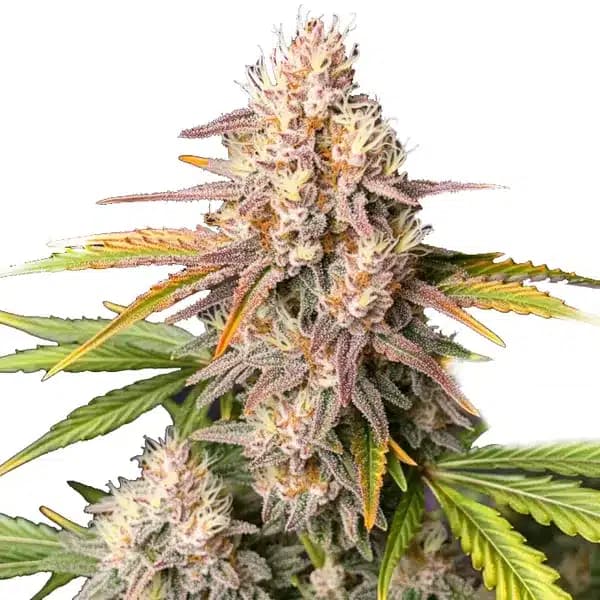Bc God Bud Regular Seeds