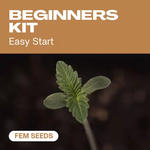 Beginners Pack Seeds