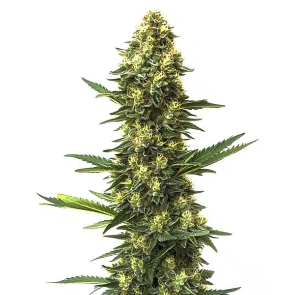 Big Bud Fast Version Seeds