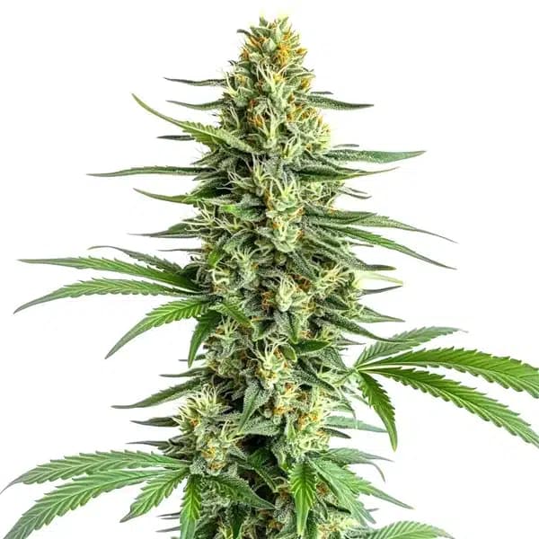 Big Bud Regular Seeds