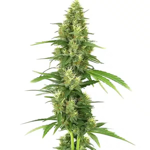 Big Bud Seeds