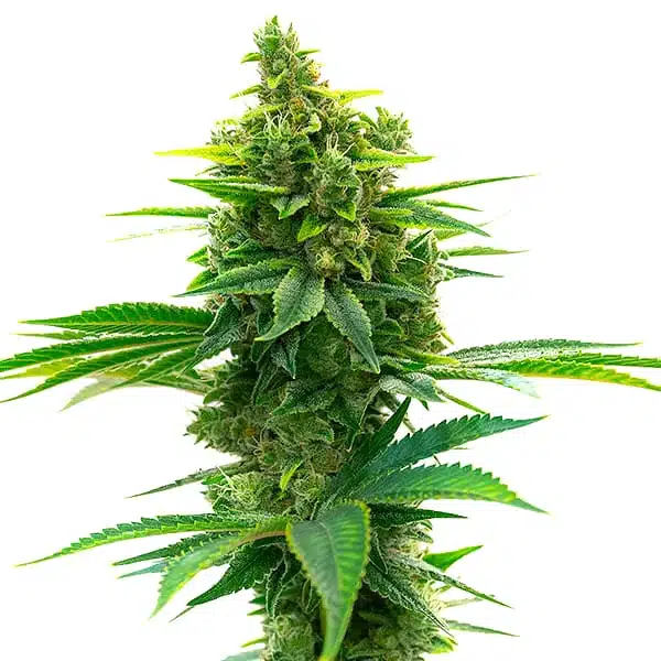 Big Jack Widow Auto Seeds