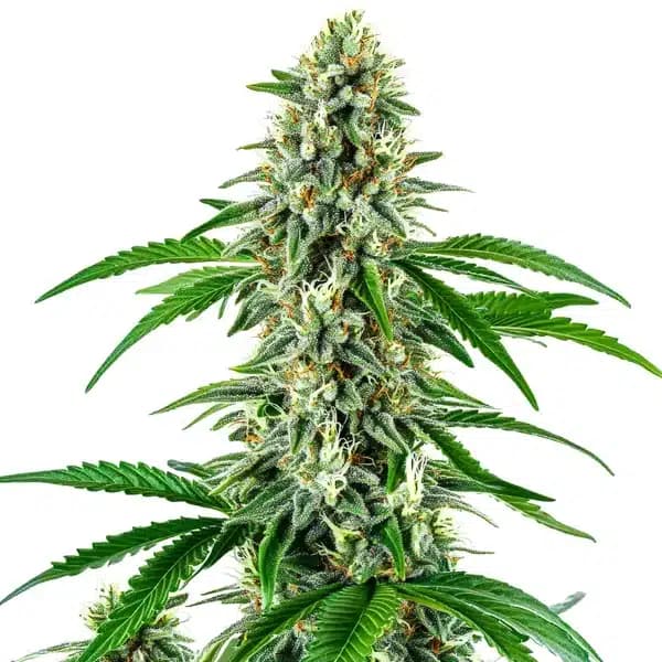 Big White Widow Auto Seeds