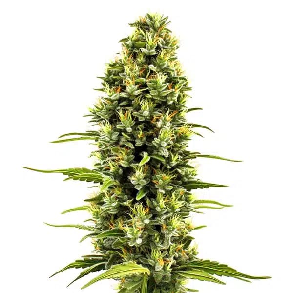 Birthday Cake Seeds