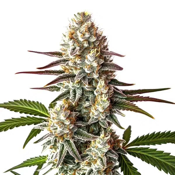 Biscotti Auto Seeds