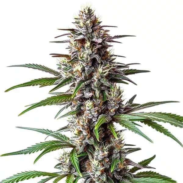 Ooze Cannabis Extraction Seeds
