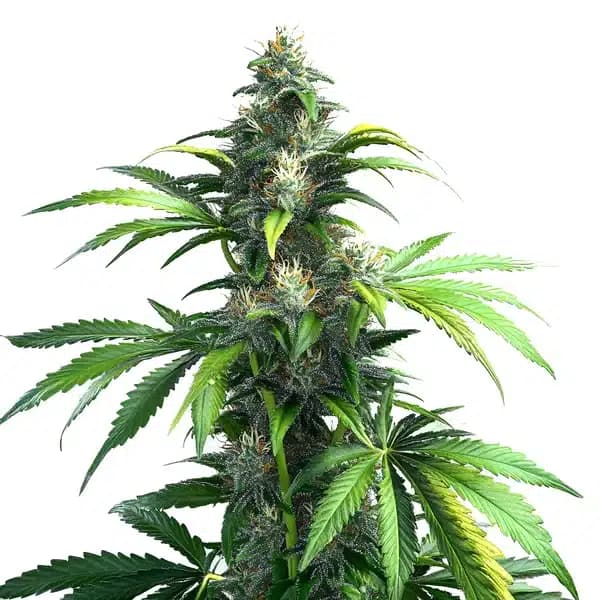 Black Demon OG Seeds