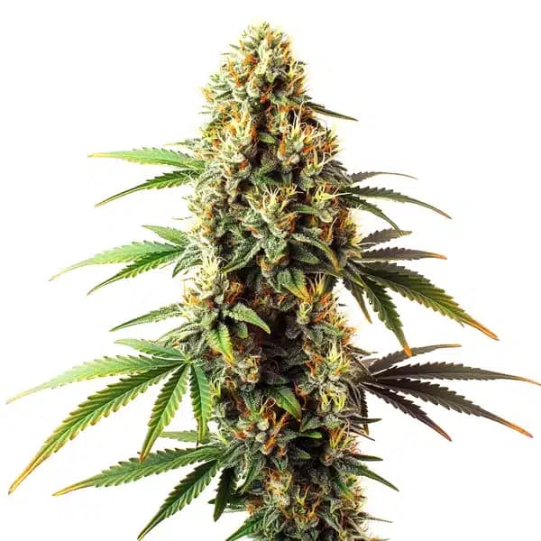 Black Domina Regular Seeds