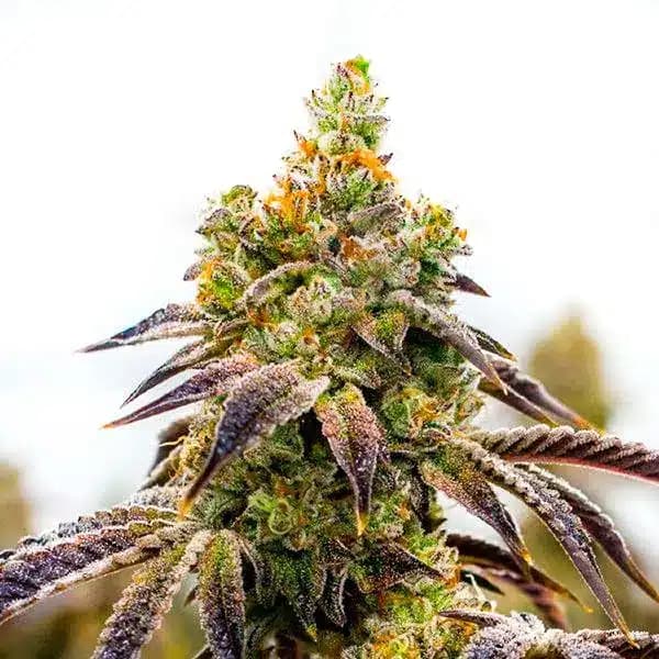 Black Domina x Afghan Kush Seeds