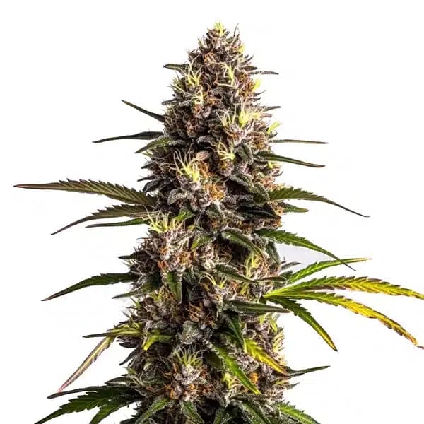 Black Domina x Banana Kush Seeds