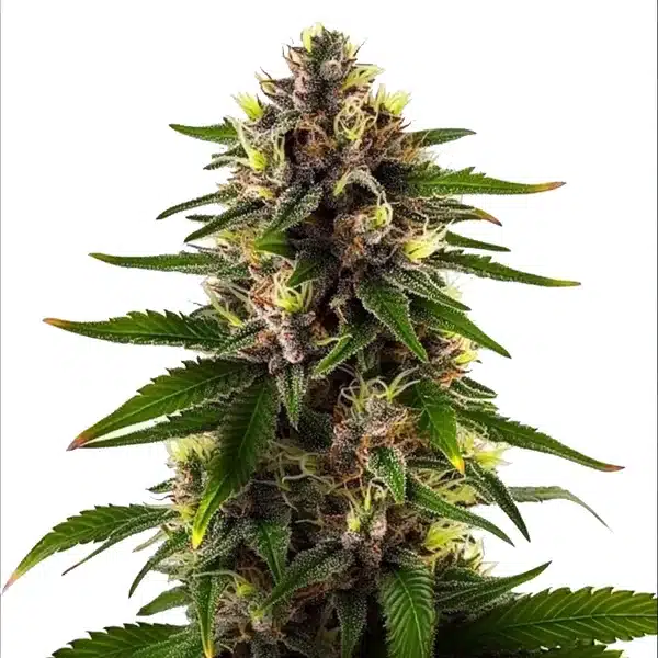 Black Domina Fast Version Seeds