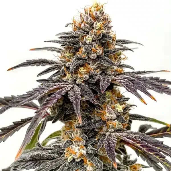 Black Hulk Seeds