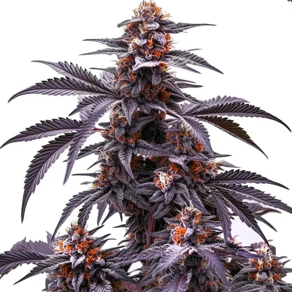 Black Jack Auto Seeds