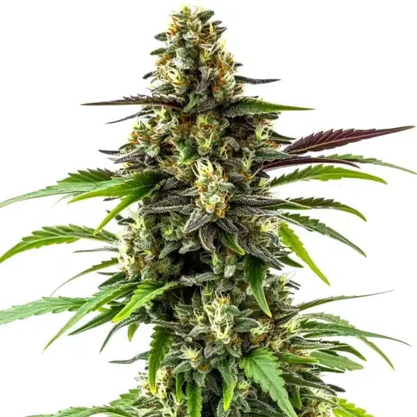 Black Jack Seeds