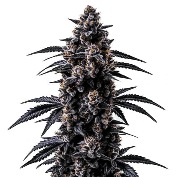 Black Sugar Seeds
