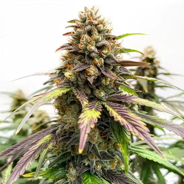 Black Water Purple OG Cheese Seeds