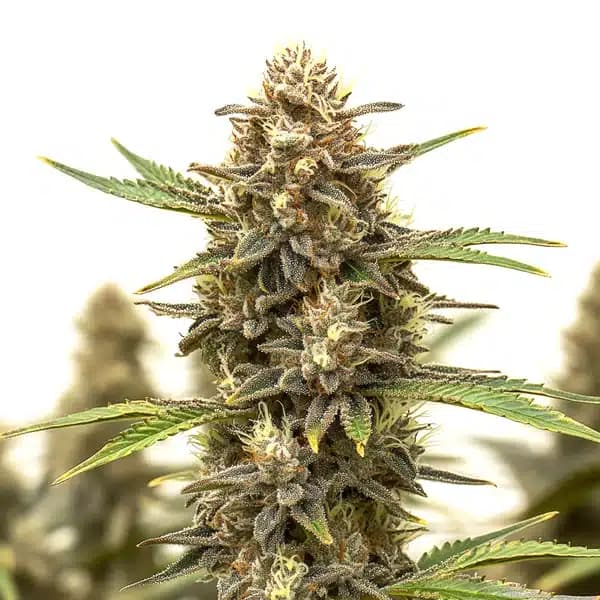 Black Widow Auto Seeds