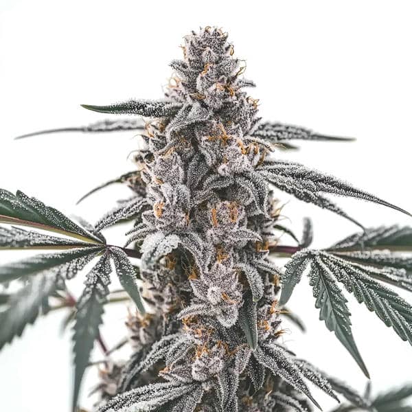 Black Widow Seeds