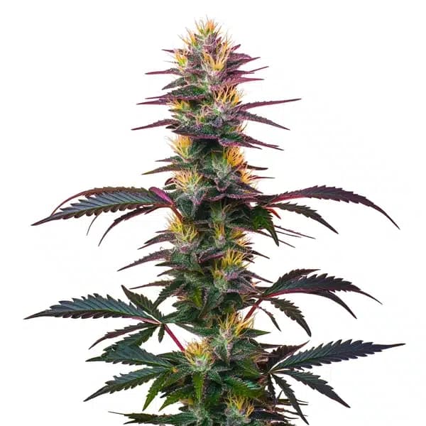 BlackBerry Auto Seeds