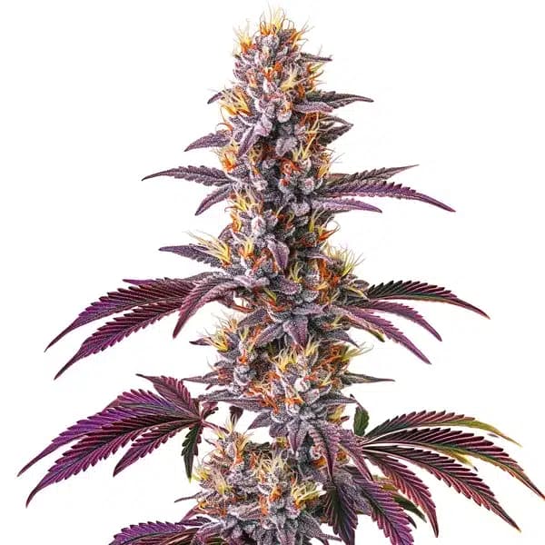 Blackberry Kush Seeds