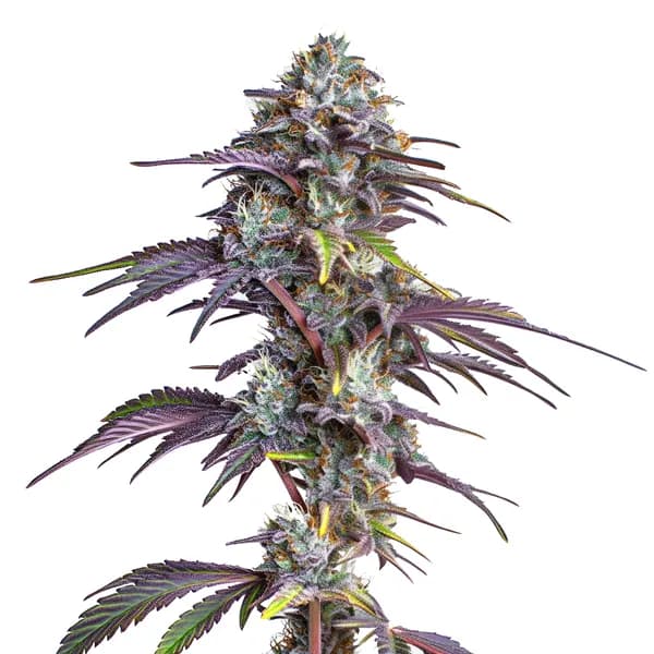 Blackberry Moonrocks Seeds