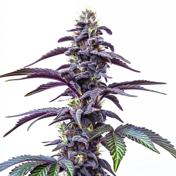 Blackberry Moonstones Auto Seeds