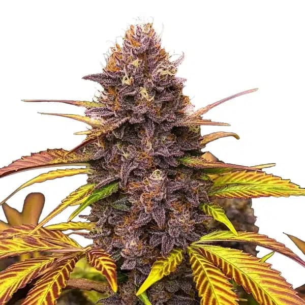 Blackberry Pie Seeds
