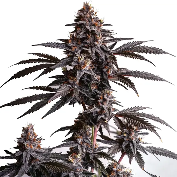 Blood Diamond OG Seeds