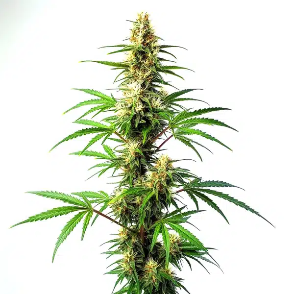 Blue Amnesia Auto Seeds
