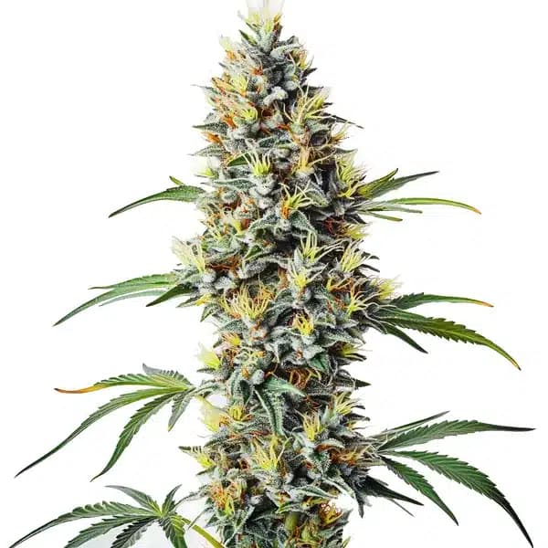 Blue Amnesia Regular Seeds