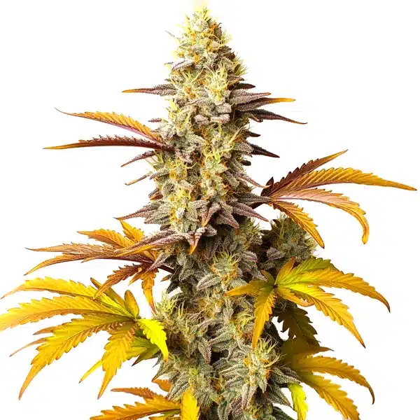 Blue Cheese Autoflower Seeds