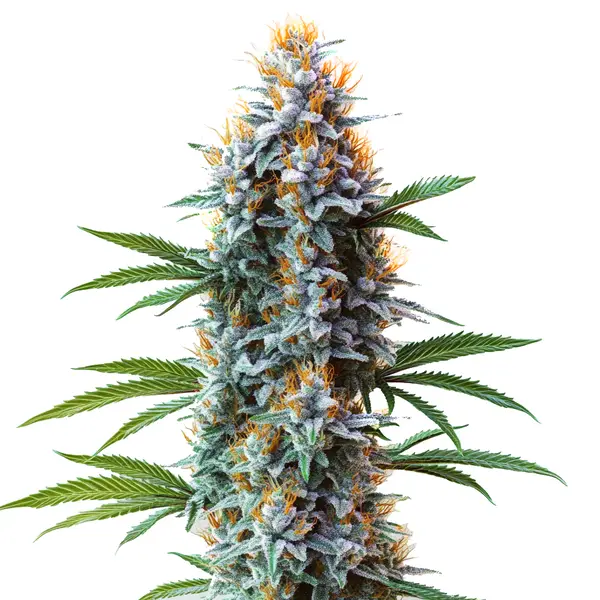 Blue Cheese Seeds