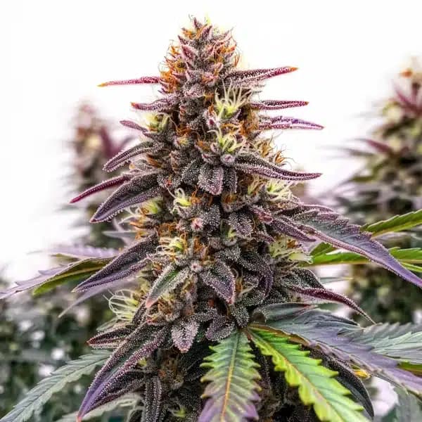 Blue Colombian Kush Seeds