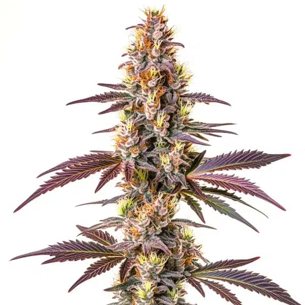 Blue Cookies Fast Version Seeds