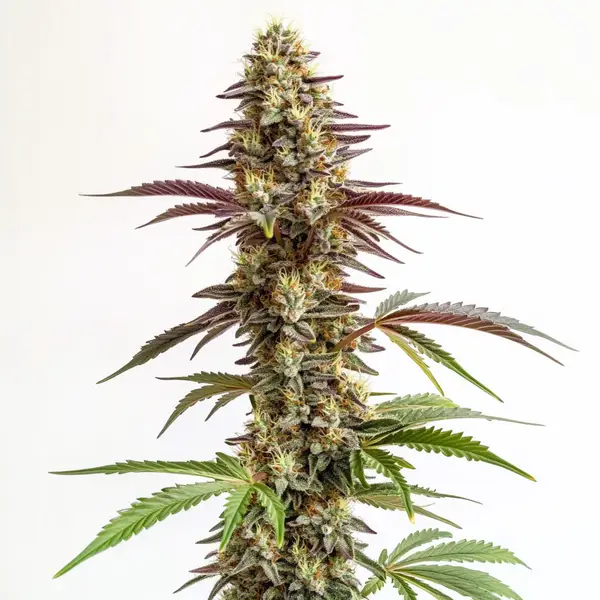 Blue Cookies Seeds