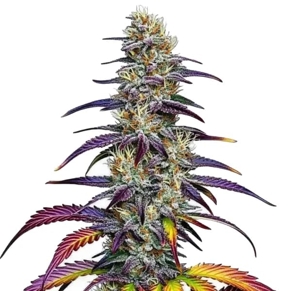 Blue Dream Seeds