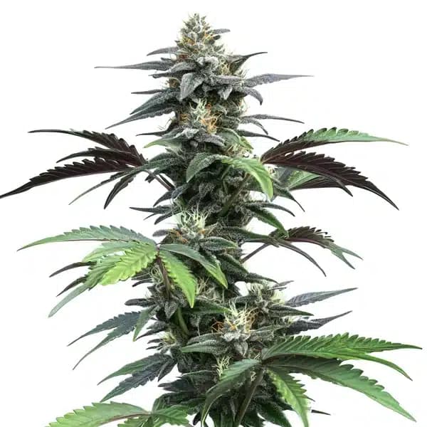 Blue Fruit Auto Seeds