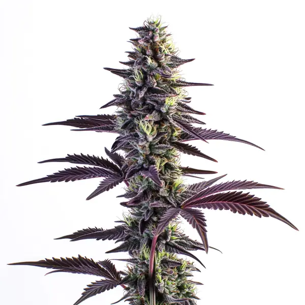 Blue Grape Fuel Seeds