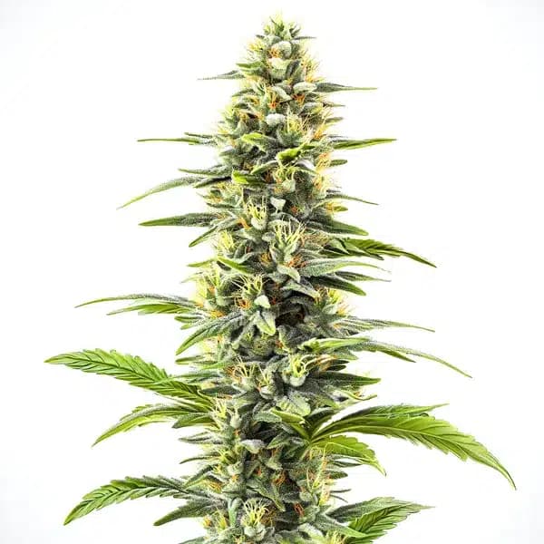 Blue Haze Seeds