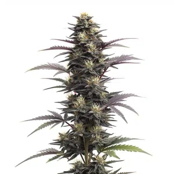 Blue Head Band Auto Seeds