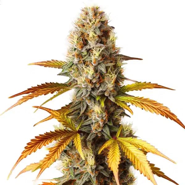 Blue HeadBand Seeds